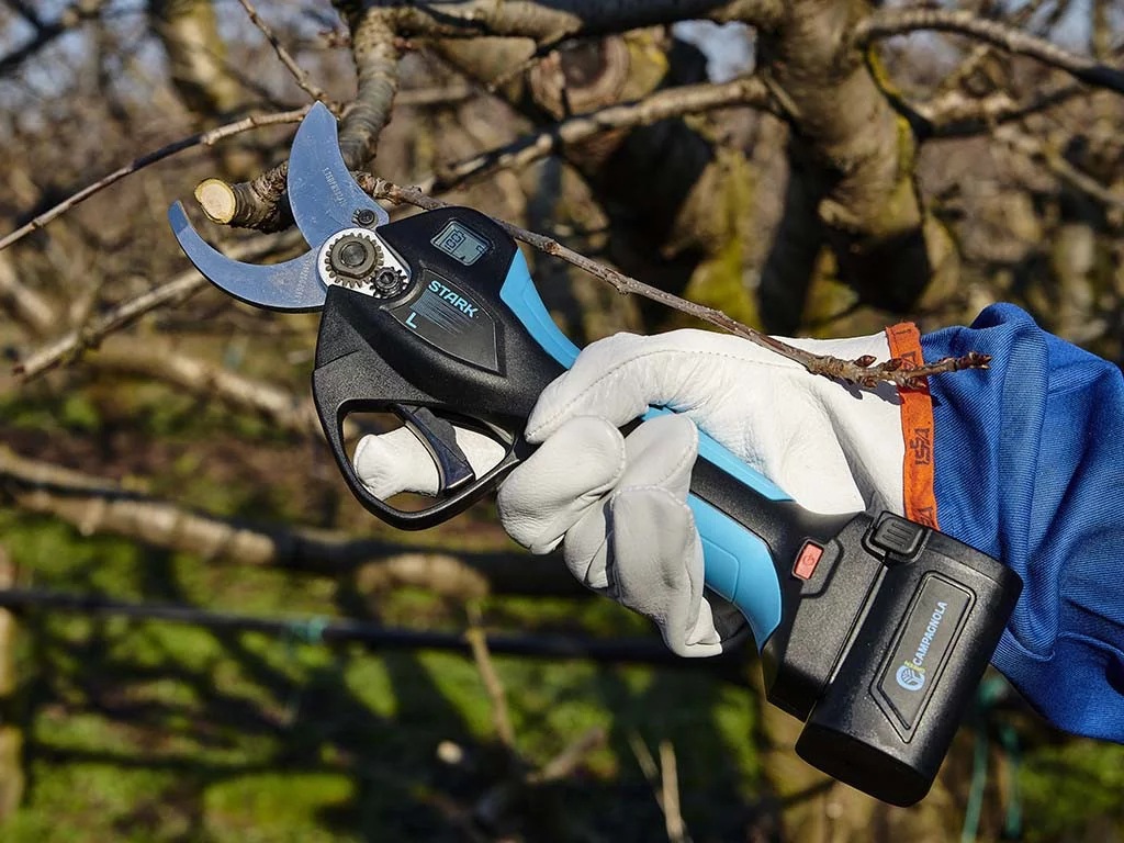 Jak przycinanie gałęzi wpływa na zdrowie drzew i krzewów owocowych